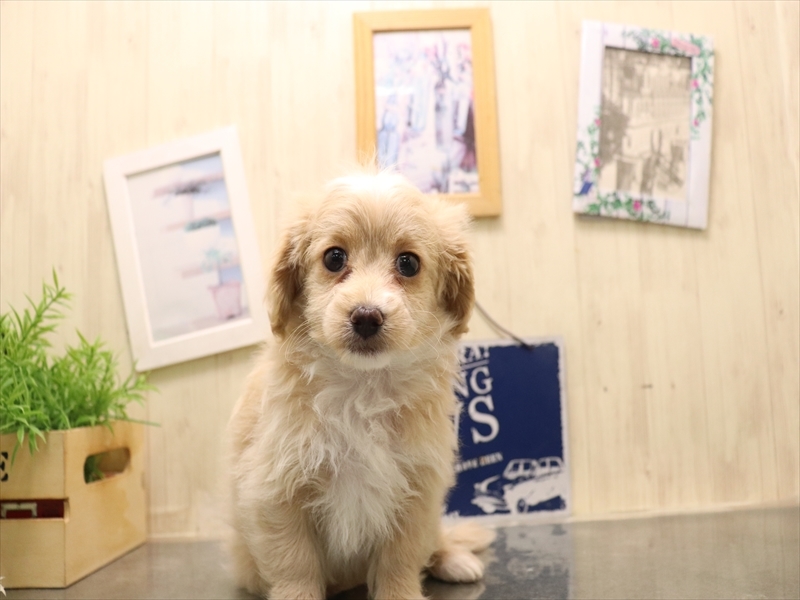 ミックス犬 - 熊本宇土店 | ペッツワン